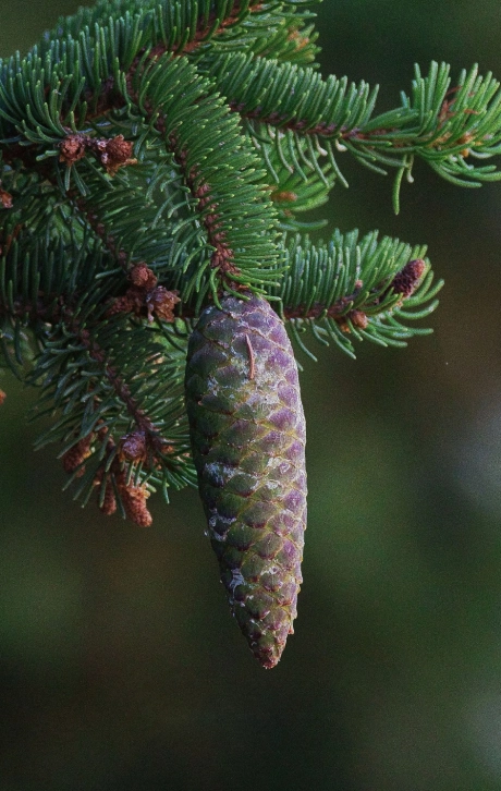 Chloe Dhallenne Photographie Photo De Grossesse Contactez Nous