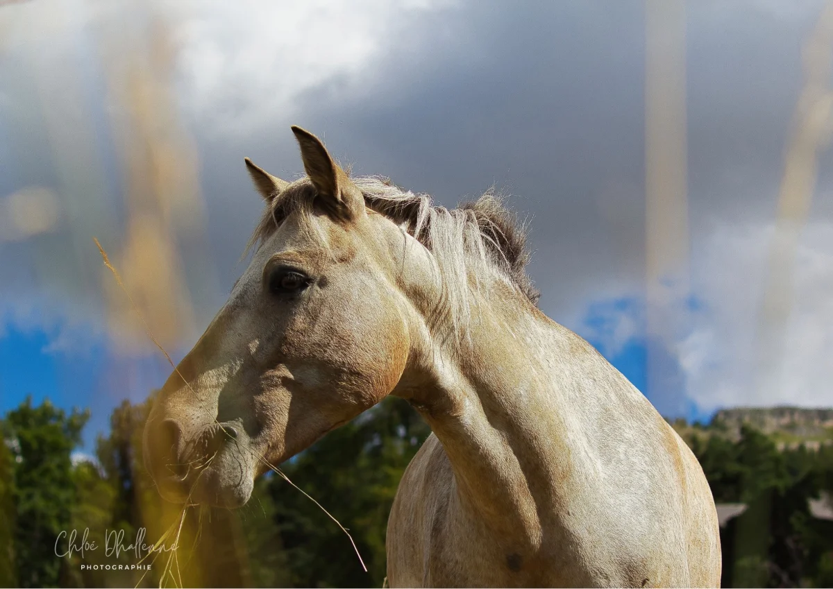 Chloe Dhallenne Photographie Photo De Grossesse Realisations 6 1